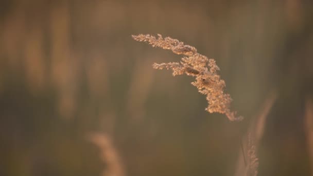 Kız buğday dokunur — Stok video