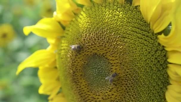 Пчелы на цветке — стоковое видео