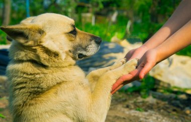Çocuk avuçlarında, doğanın bir arka planında bir köpeğin pençelerini tutuyor. Bir çocukla köpek arasındaki dostluk ve güvenin dokunaklı bir fotoğrafı..