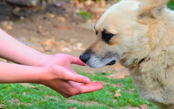 Bambino Offre Sue Palme Cane Uno Sfondo Natura Una Toccante — Foto Stock