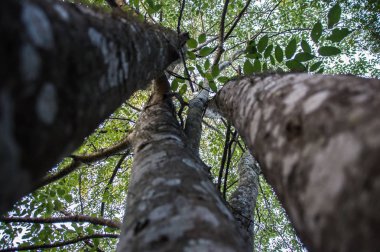 Vistos a ras del suelo