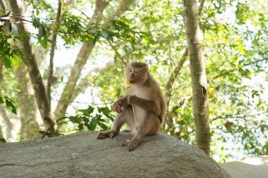 Yerde oturan izole maymun