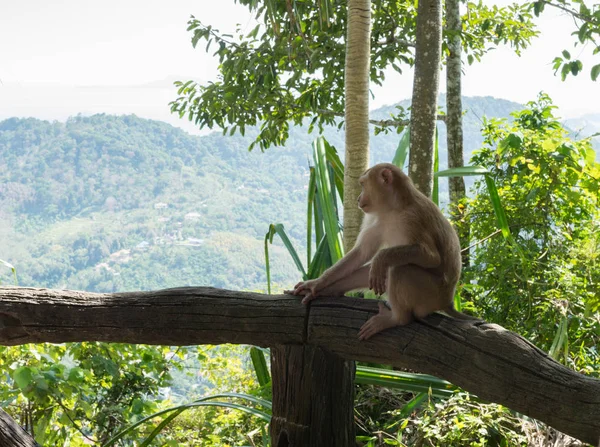 Isolated monkey sitting and watching
