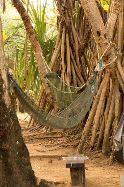 Tropik ağaçların arasında iki hamak hang