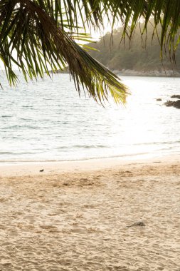 Palmiye ağaçları ile tropik sahilde günbatımı