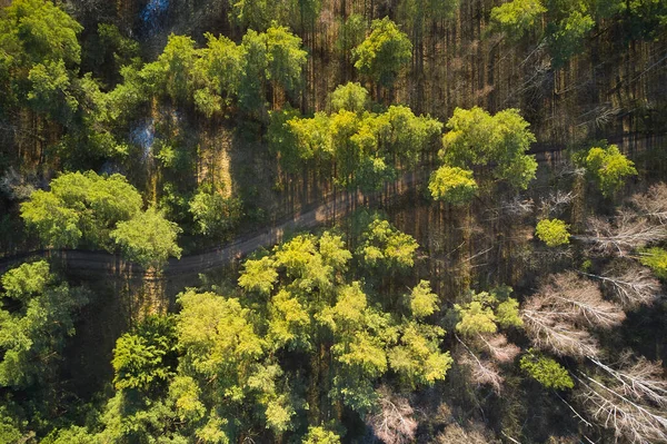 Empty road in a forest from a drone. Beautiful natural landscape at the spring time.