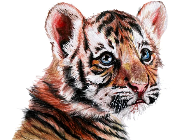 Nákres Malý Tygr — Stock fotografie