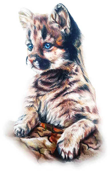 Desenho Lápis Bonito Puma Kitten — Fotografia de Stock