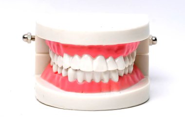 Beyaz arka planda ağız dişleri çene modeli: sağlıklı güçlü tıbbi konsept