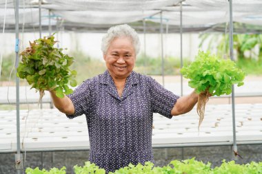 Asya kıdemli bayan tutan yeşil ve kırmızı meşe sebze salatası hijyenik organik bitki hydroponic yetiştirme ağaç bahçe çiftliği : sağlıklı gıda kavramı.