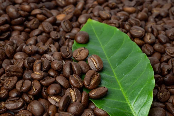 Kawa Brązowa Średnio Palona Świeżym Zielonym Liściem — Zdjęcie stockowe