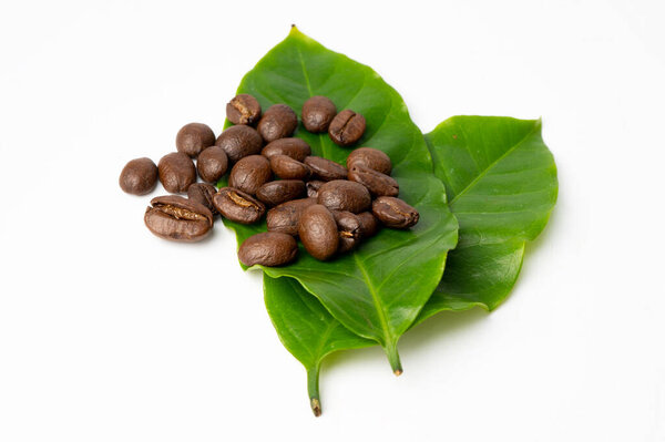 Coffee brown bean medium roasted with fresh green leaf.