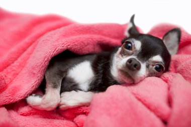 şirin yalancı chihuahua