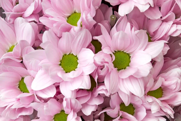 Pembe kasımpatı çiçekleri — Stok fotoğraf