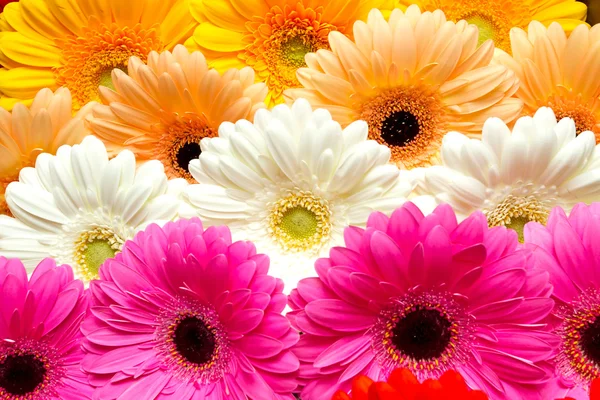 Hermoso color gerbera —  Fotos de Stock