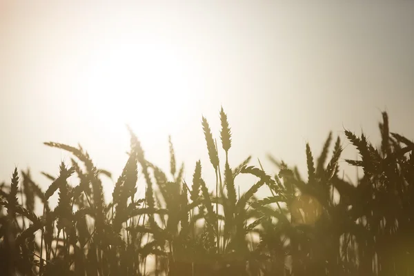 Campo de silhueta de trigo no pôr do sol — Fotografia de Stock