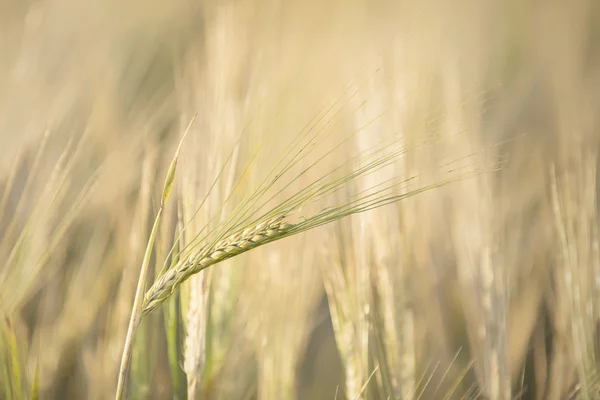 Tarweveld bij zonsondergang — Stockfoto