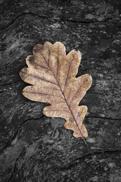 Осенний дубовый лист на деревянном фоне — стоковое фото