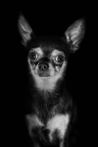 Piękny portret Chihuahua — Zdjęcie stockowe