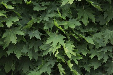 Akçaağaç yaprakları dış planda