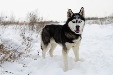 Siberian dış yapraklar kışın karda