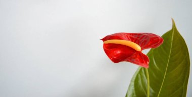 Bir afiş için gri bir arka planda yaprak ile bir Anthurium çiçek. sarı havaneli ile kırmızı çiçek
