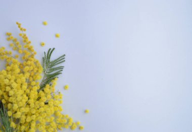 Mimoza. Sarı çiçekler. Anneler günü. Bir kadın kutlama için arka plan