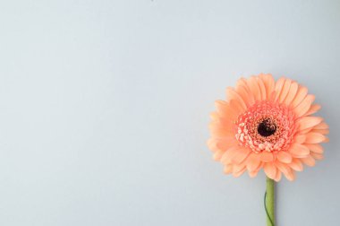 Gerbera pişmiş toprak rengi. Turuncu ve yeşil çiçekler. Anneler günü. Bir kadın kutlama için arka plan