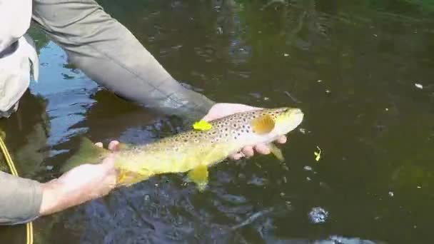在一条清澈的河流中 一大片褐色的鳟鱼被释放 捕获和释放 美丽的大鱼从手顺利地离开了深度 黄叶沿水漂 — 图库视频影像