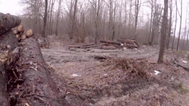 Ekolojik felaket. Ormansızlaşma ve günlüklerinin geçici depolama. Off-Road bahar. Yolun güçlü makine tarafından yok edilir.