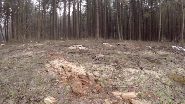 Desmatamento Massa Desastre Ecológico Cotos Árvores Grandes Caos Destruição Natureza — Vídeo de Stock