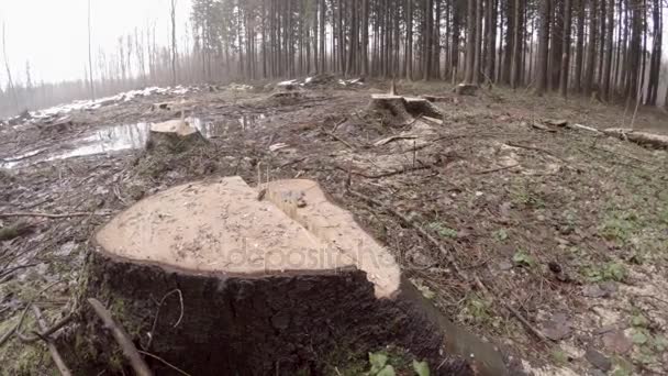 Desmatamento Massa Desastre Ecológico Cotos Árvores Grandes Caos Destruição Natureza — Vídeo de Stock