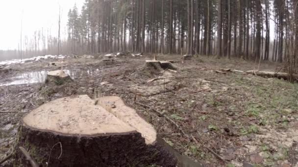 Massa Avskogning Ekologisk Katastrof Stubbar Från Stora Träd Kaos Och — Stockvideo