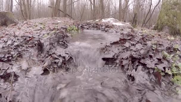 Весняний Ліс Відразу Після Танення Снігу Вода Збирається Струмках Руйнуючи — стокове відео