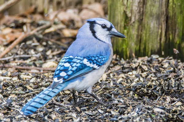 Jay bleu à la recherche de graines — Photo