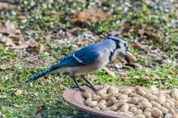 Blue Jay Mangiare arachidi — Foto Stock