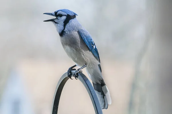 Llamada de Jay azul — Foto de Stock