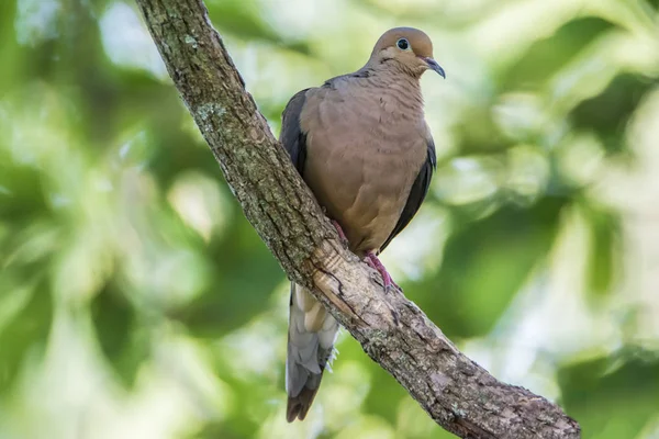 Dove On A Branch — Stock Photo, Image