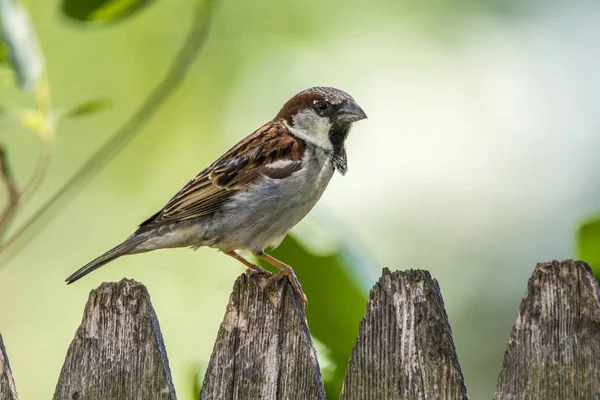 English Sparrow On The Fence — Stock Photo, Image