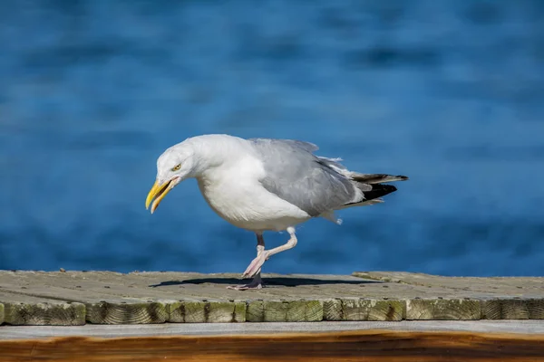 Sea Gull üstünde belgili tanımlık rıhtım — Stok fotoğraf