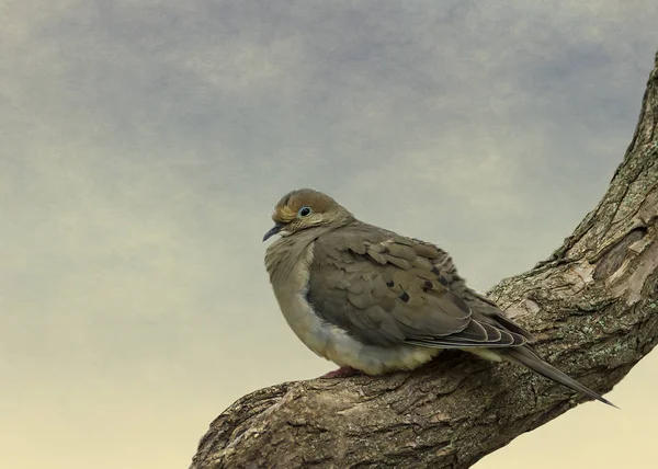 Mourning Dove Summer Morning — Stock Photo, Image