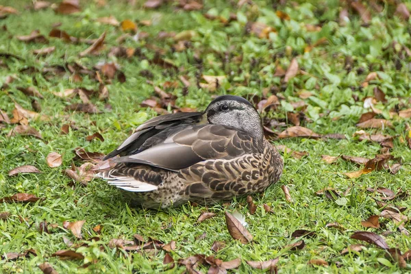 Mallard descansando na grama — Fotografia de Stock