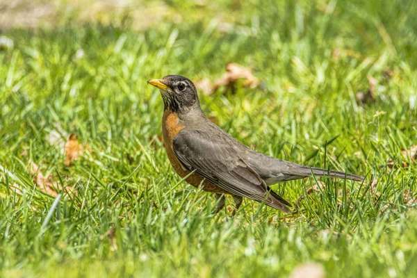 Robin Looking For Worms — Stock Photo, Image