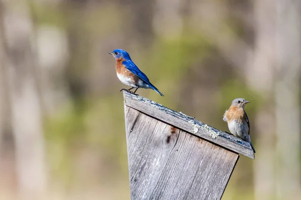 Par de Bluebirds Imagen de stock