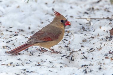 Güneşli bir deniz Gazebo