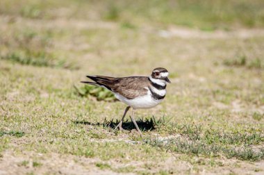 Güneşli bir deniz Gazebo
