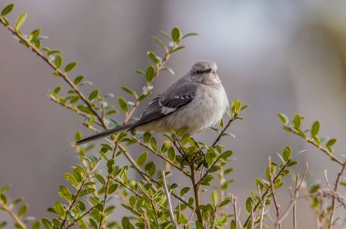 Güneşli bir deniz Gazebo