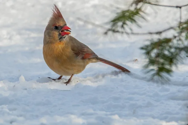 The Cardinal 9146 — Stock Photo, Image