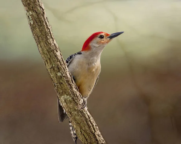 Red Bellied Woodpecker Stock Image