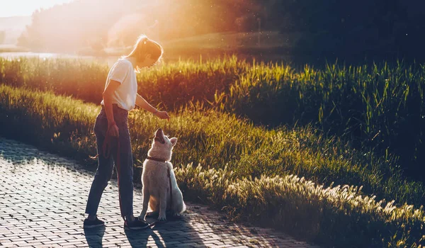 Belle fille caucasienne dressant son chien blanc dans le parc pendant que le soleil les réchauffe — Photo